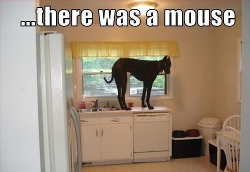 funny-dog-meme-there-was-a-mouse
